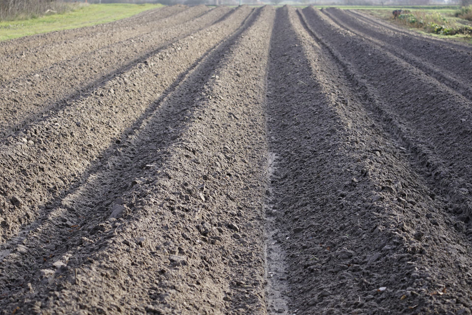 agriculture-5870838_1920 (1)